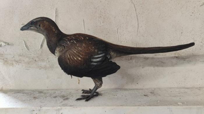 A model of Archaeopteryx. A model of Archaeopteryx.